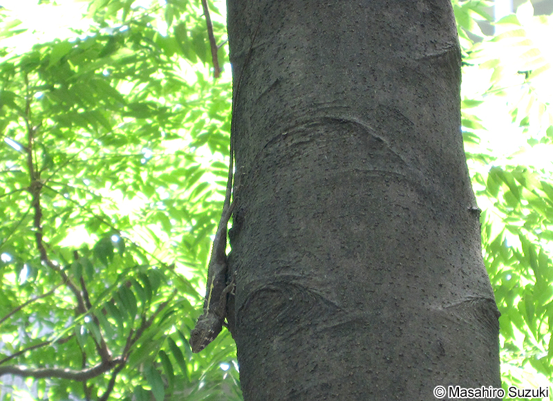 スインホーキノボリトカゲ Japalura swinhonis