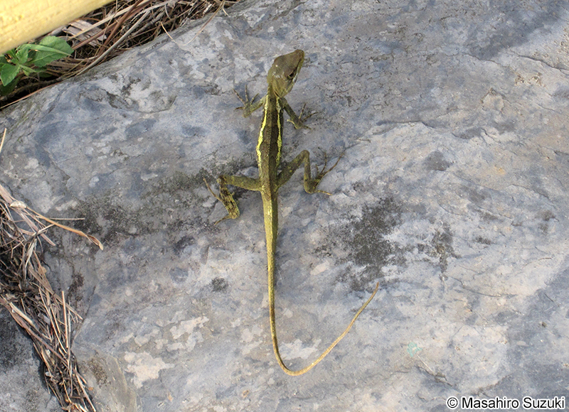 スインホーキノボリトカゲ Japalura swinhonis