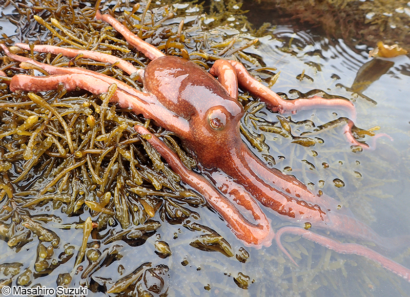 テナガダコ Octopus minor