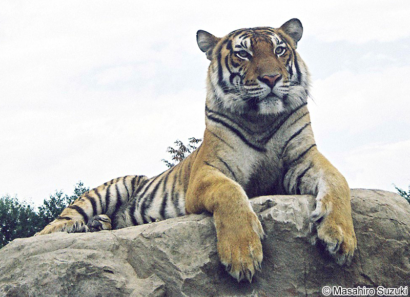 ベンガルトラ Panthera tigris tigris