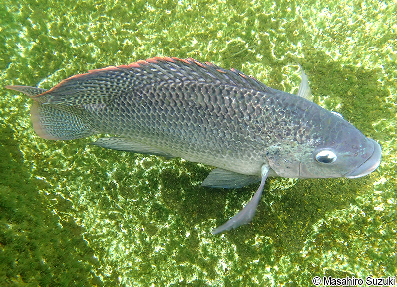 カワスズメ Oreochromis mossambicus
