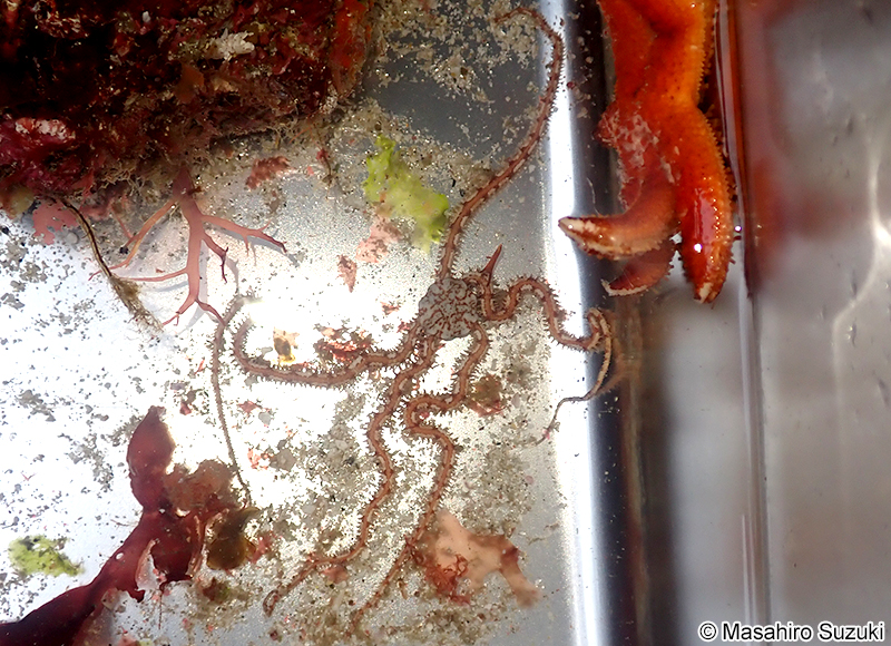トゲクモヒトデ科の1種 Ophiotrichidae sp.