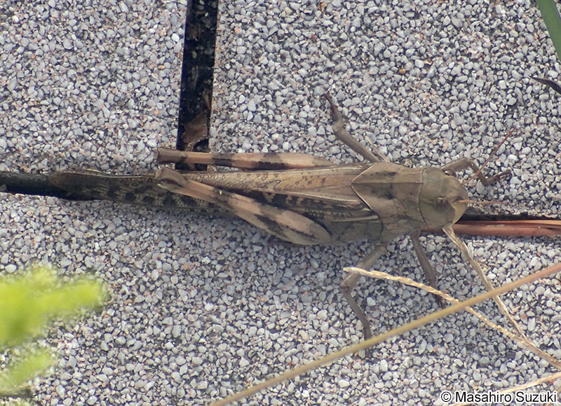 トノサマバッタ Locusta migratoria