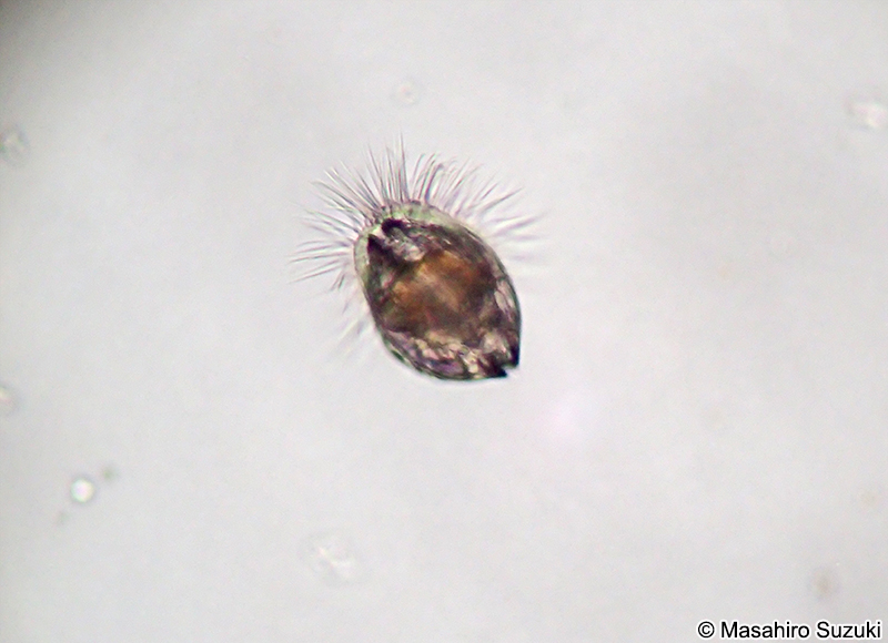 二枚貝のベリジャー幼生 Veliger larva