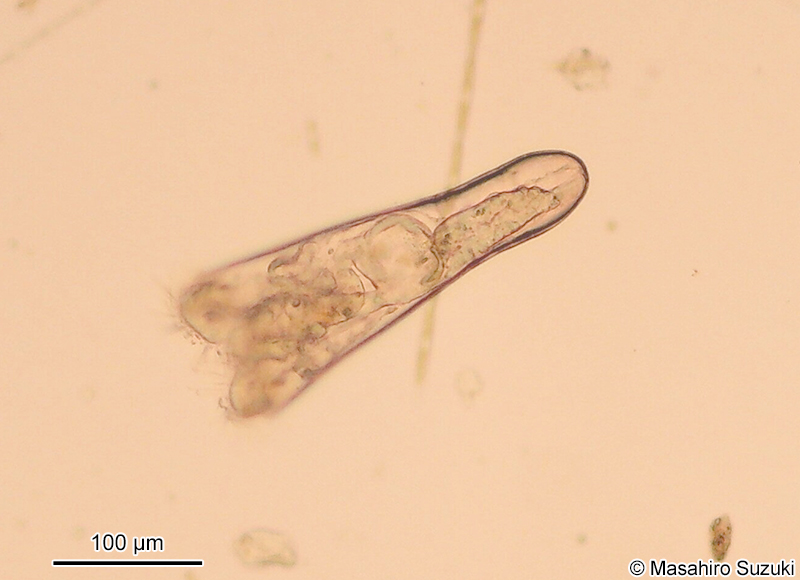 ウキヅノガイ類のベリジャー幼生 Veliger larva