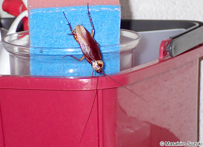 ワモンゴキブリ Periplaneta americana