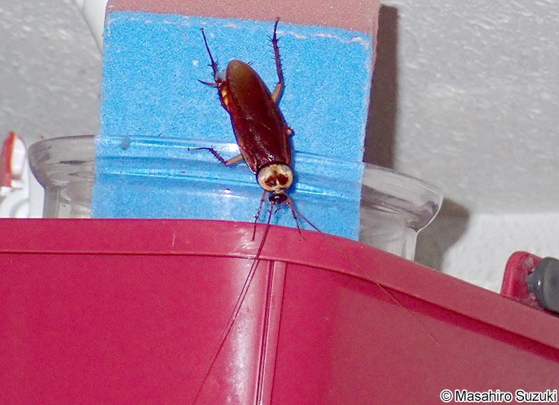 ワモンゴキブリ Periplaneta americana