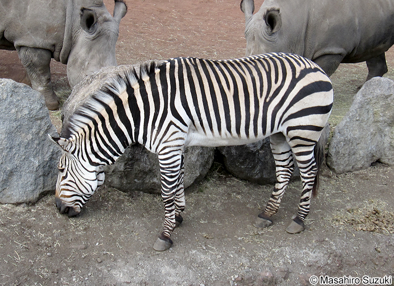 ハートマンヤマシマウマ Equus zebras hartmannae