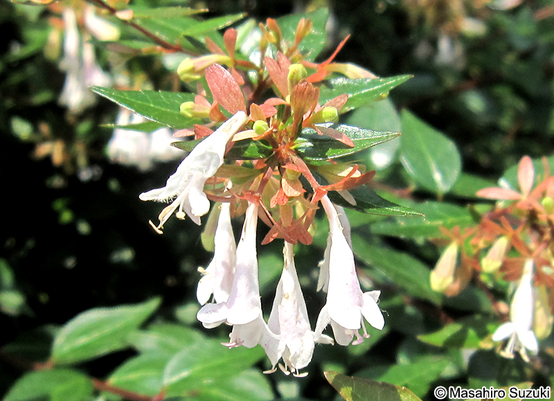 アベリア（ハナゾノツクバネウツギ） Abelia x grandiflora
