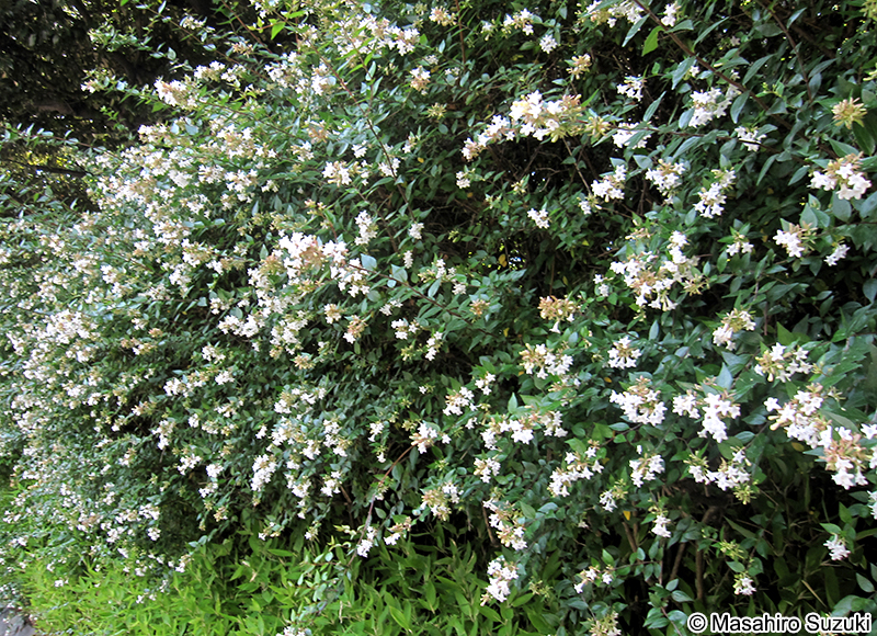 アベリア（ハナゾノツクバネウツギ） Abelia x grandiflora
