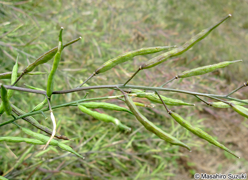アブラナ Brassica rapa var. oleifera