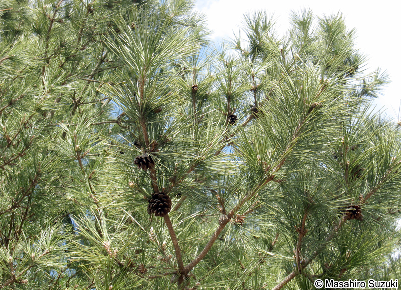 アイグロマツ Pinus x densi-thunbergii
