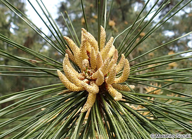 アカマツ Pinus densiflora