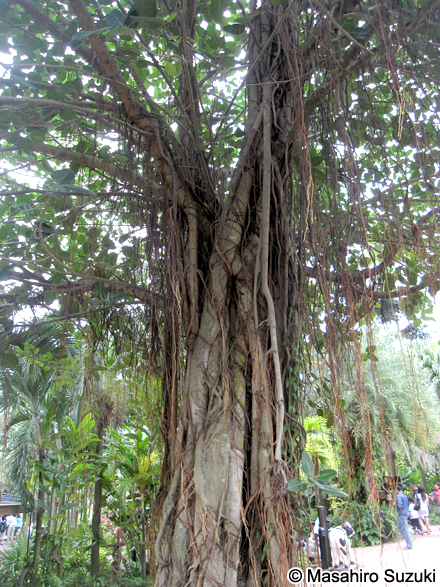 アコウ Ficus superba var. japonica