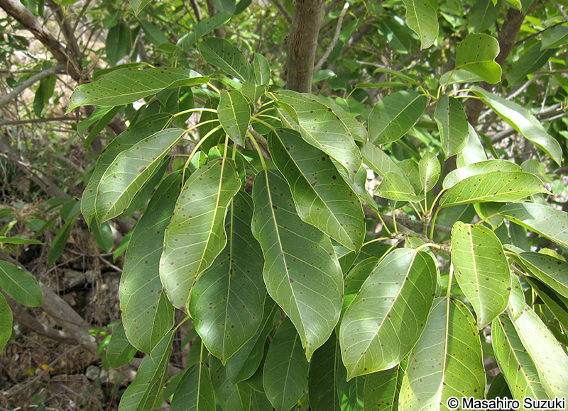 アコウ Ficus superba var. japonica