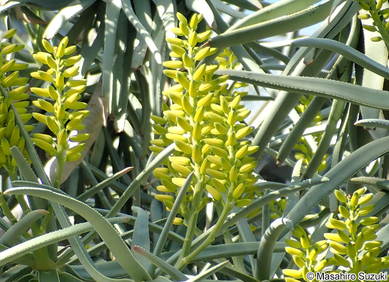オオジニシキ Aloe dichotoma