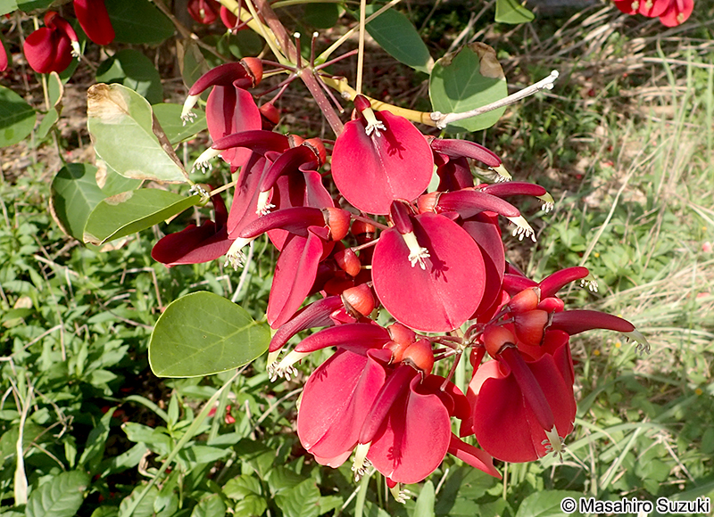 アメリカデイゴ Erythrina crista-galli