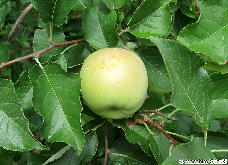セイヨウリンゴの果実