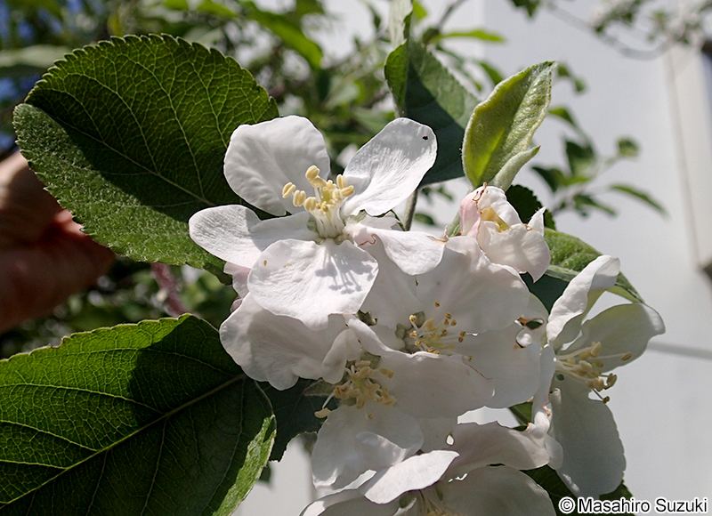 セイヨウリンゴの花