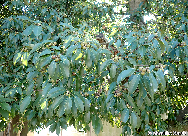 アラカシ Quercus glauca