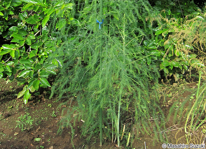 アスパラガス Asparagus officinalis