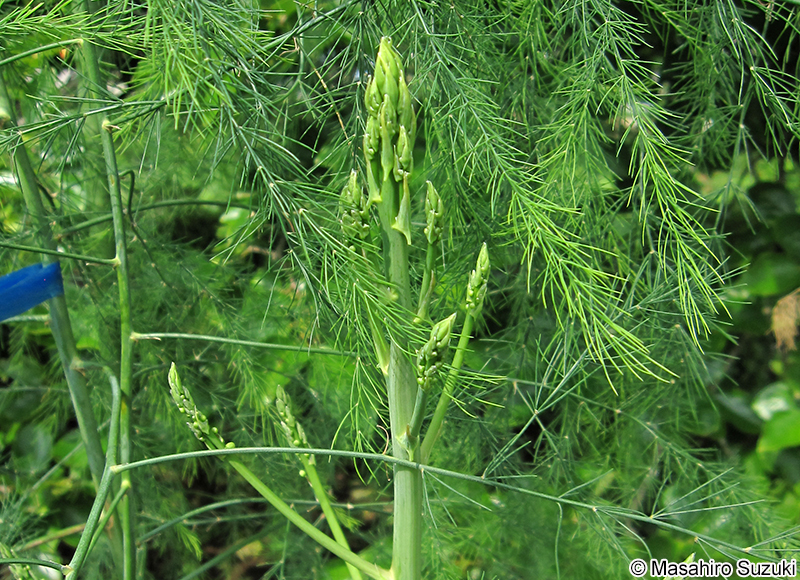 アスパラガス Asparagus officinalis