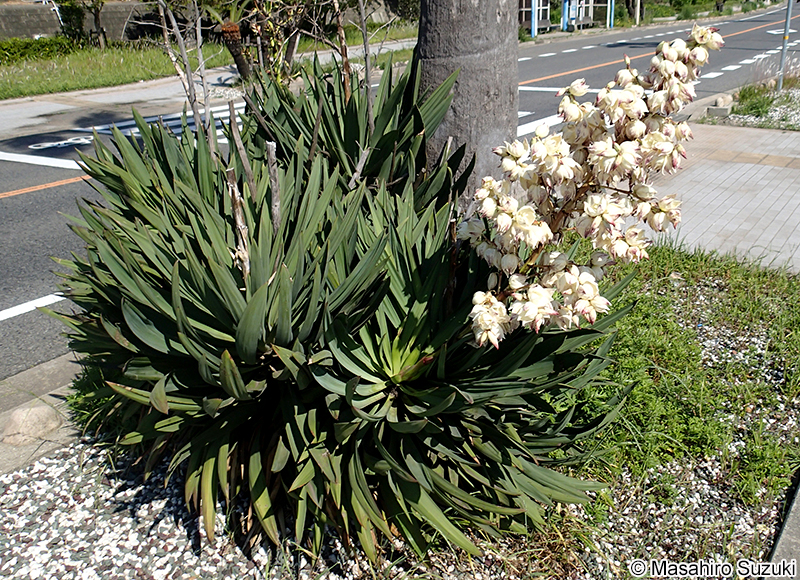 アツバキミガヨラン Yucca gloriosa
