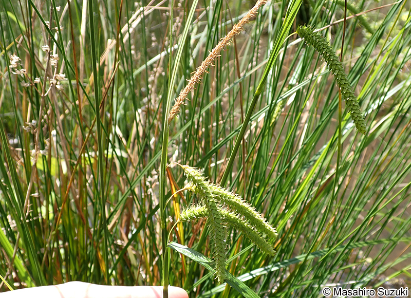 アゼナルコ Carex dimorpholepis