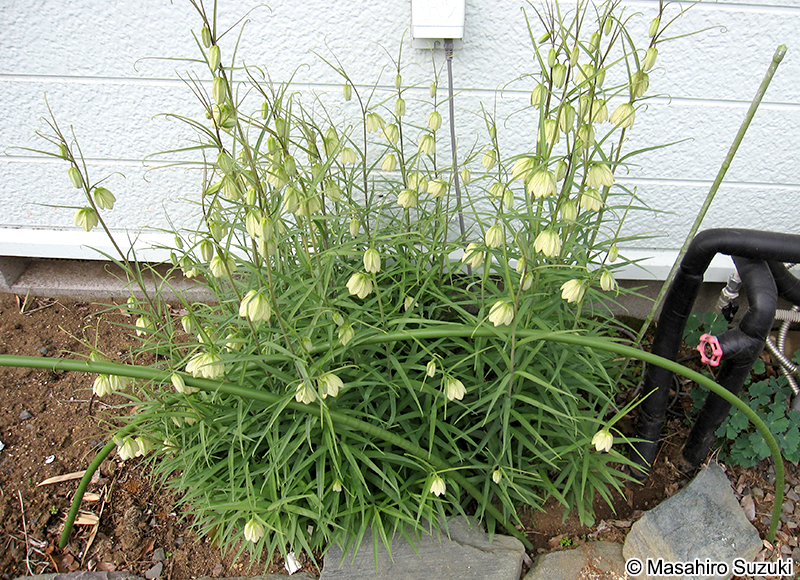 バイモユリ Fritillaria thunbergii
