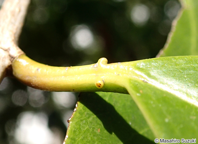 バクチノキ Laurocerasus zippeliana