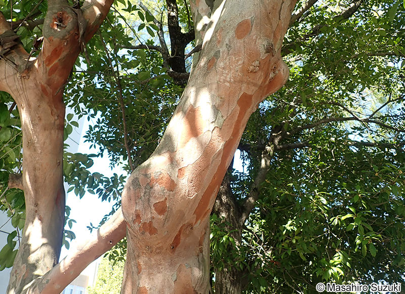 バクチノキ Laurocerasus zippeliana