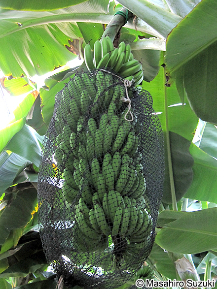 バナナ Musa sp.