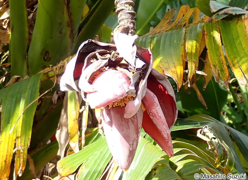 バナナ Musa sp.