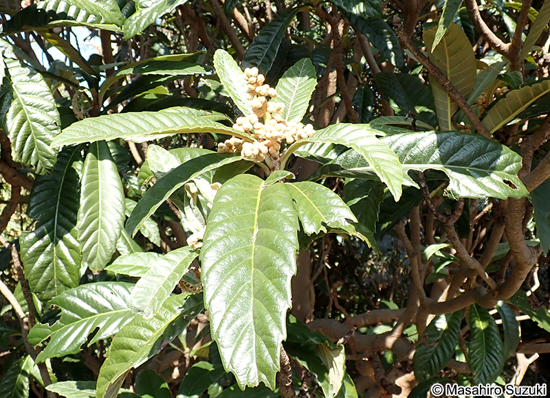 ビワ Eriobotrya japonica