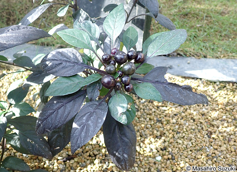 ブラックパール Capsicum annuum 'Black Pearl'
