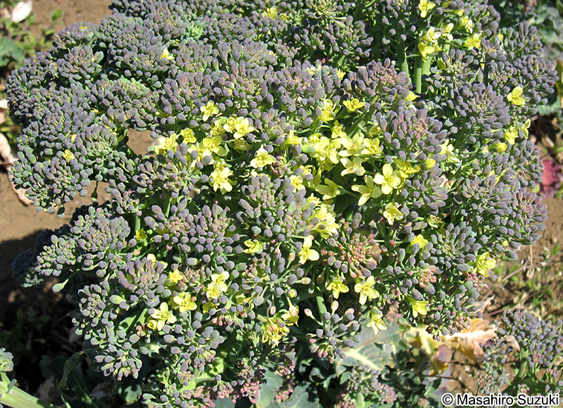 ブロッコリー Brassica oleracea var. italica