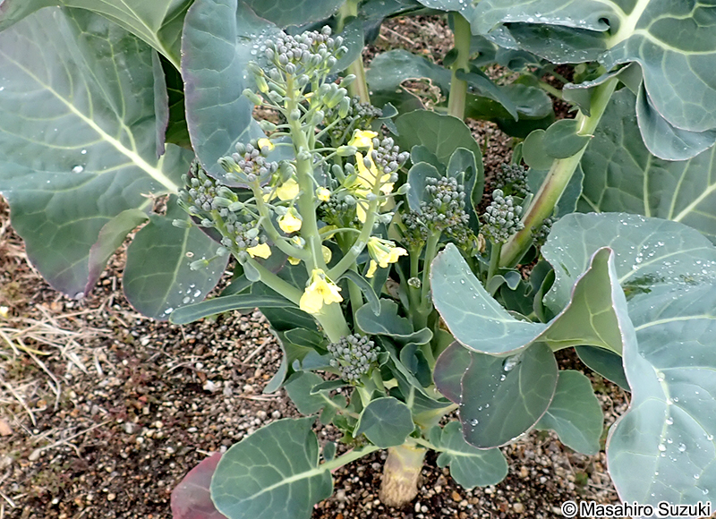 スティック・セニョール 'Broccolini'