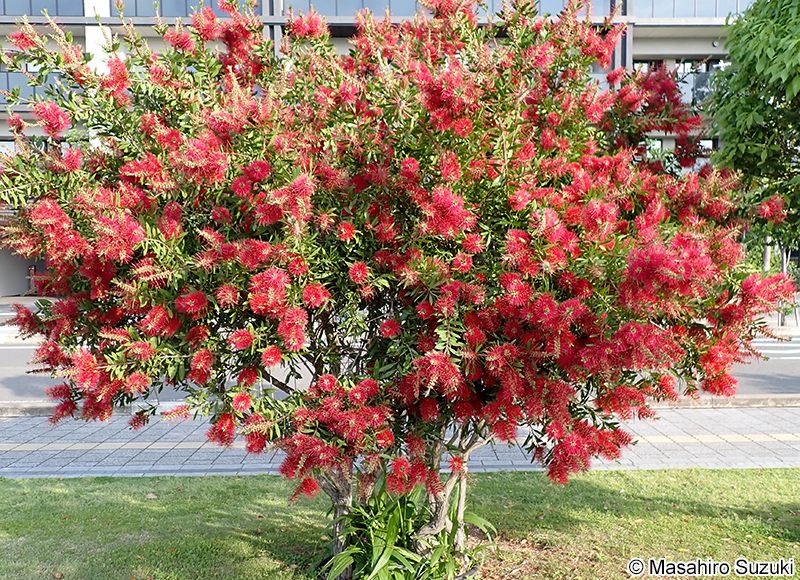 ブラシノキ Callistemon speciosus