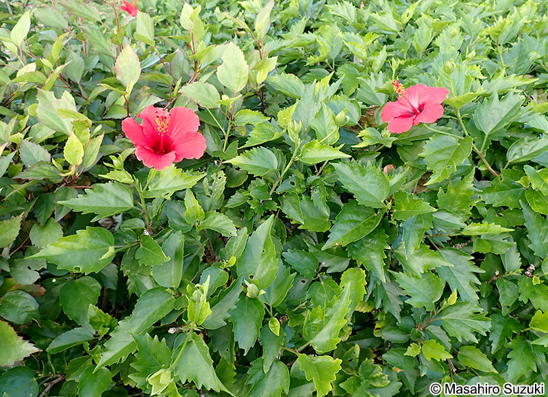 ブッソウゲ Hibisucus rosa-sinensis