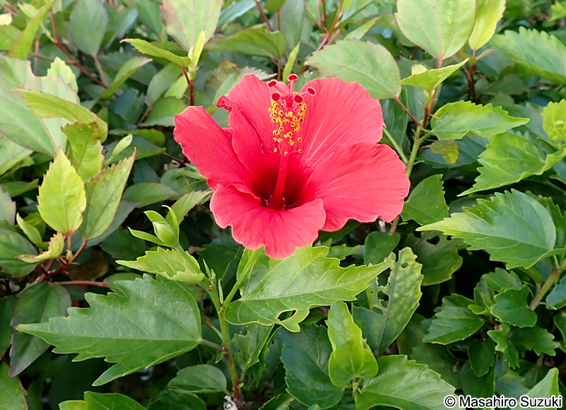 ブッソウゲ Hibisucus rosa-sinensis