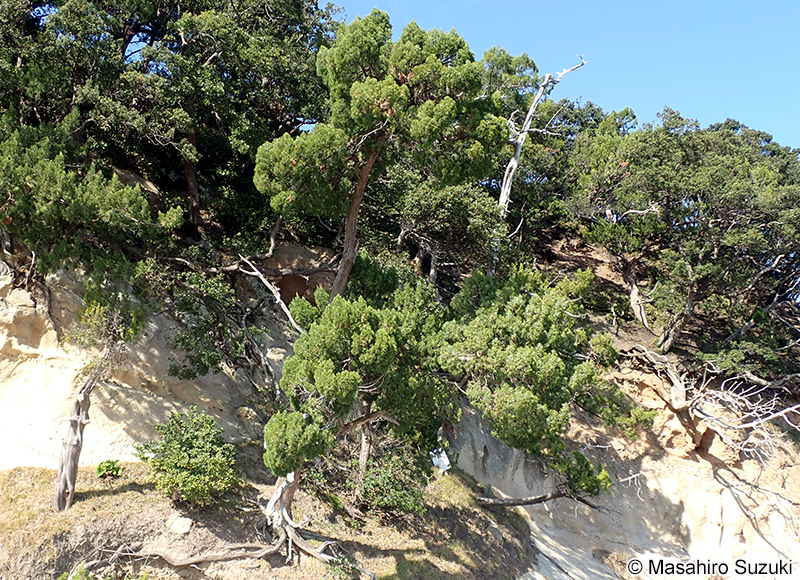 イブキ（ビャクシン） Juniperus chinensis