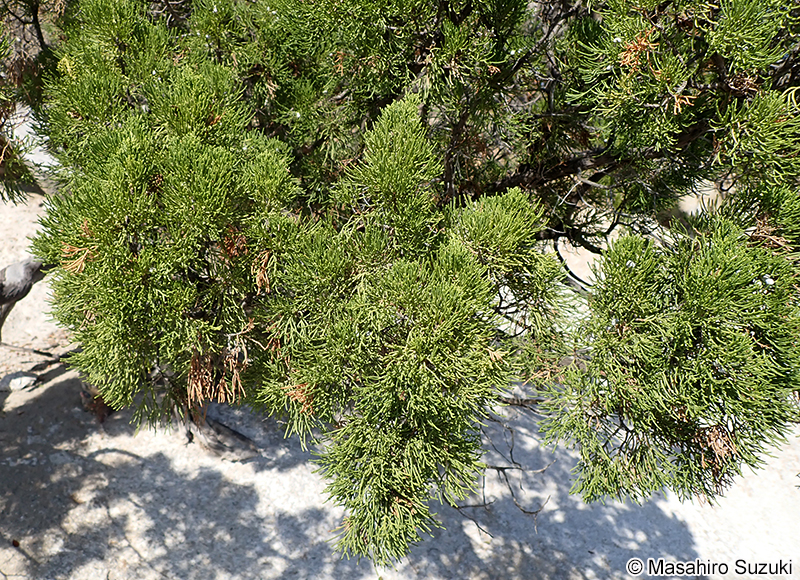 イブキ（ビャクシン） Juniperus chinensis
