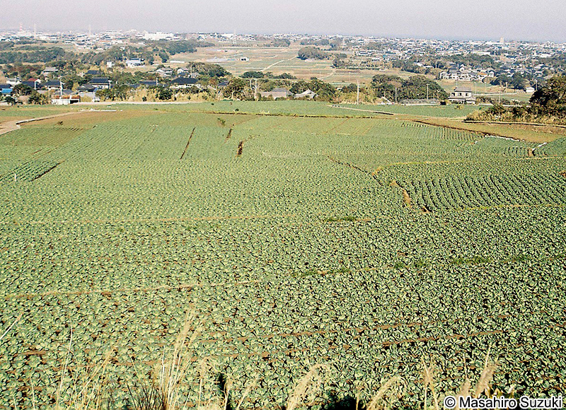 千葉県銚子のキャベツ畑