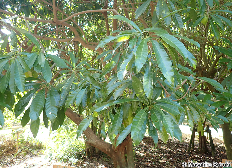 カニステル（クダモノタマゴ） Pouteria campechiana