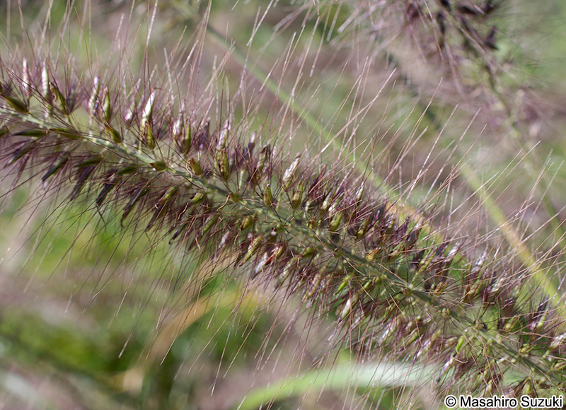チカラシバ Pennisetum alopecuroides