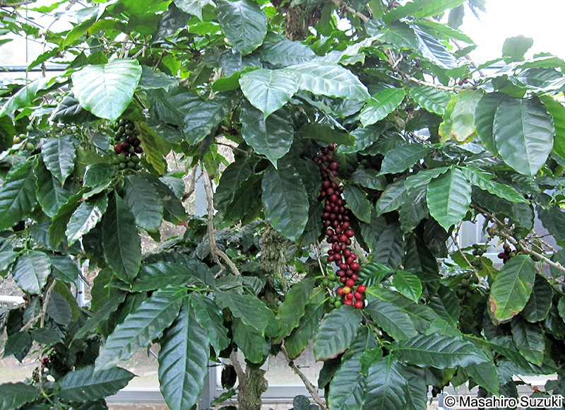 コーヒーノキ Coffea arabica