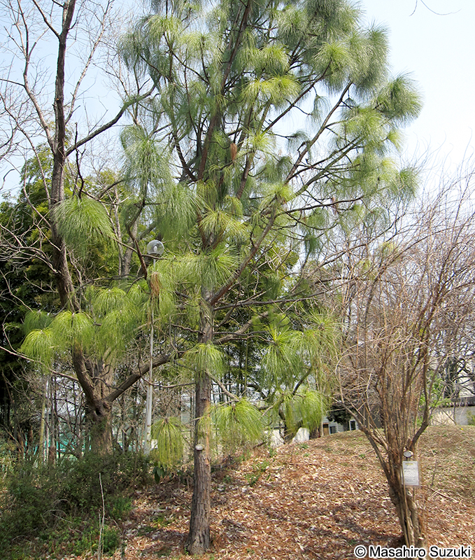 ダイオウショウ Pinus palustris