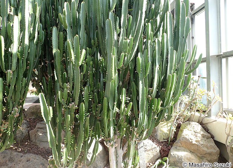 ダイウンカク Euphorbia sp.