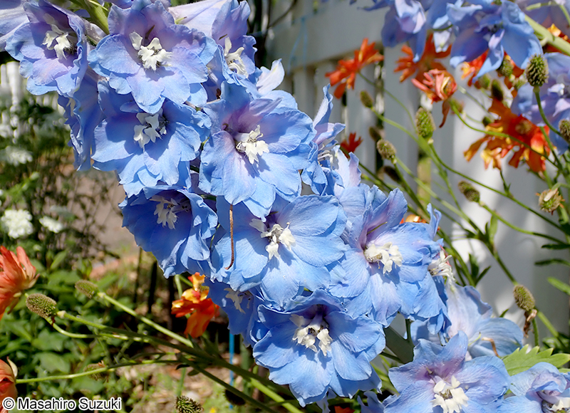 Delphinium elatum（栽培品種）