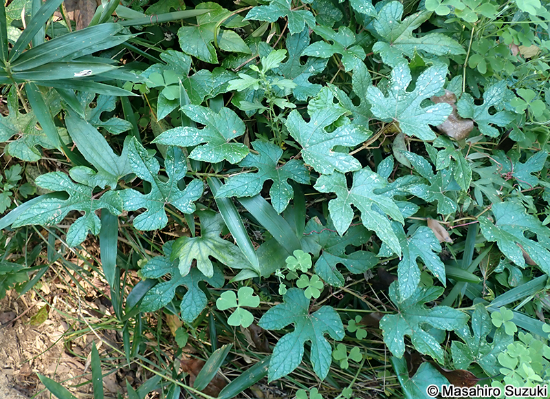 エビヅル Vitis ficifolia